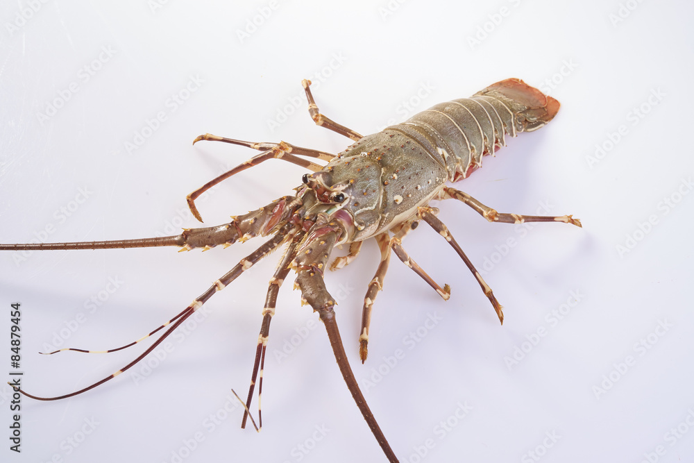 Lobster Lobster