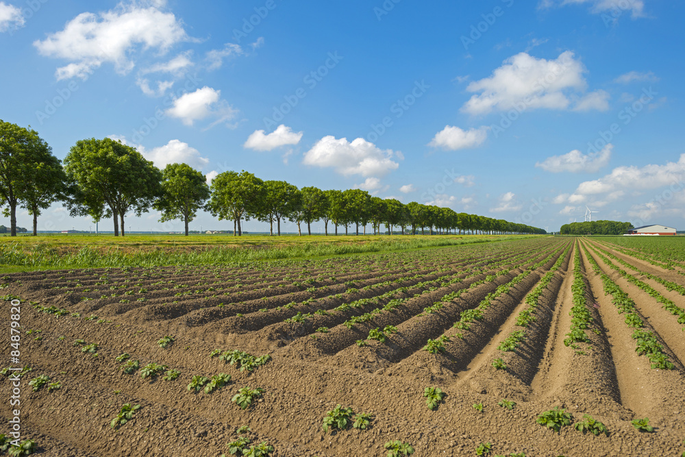 Vegetables growing on a field in spring