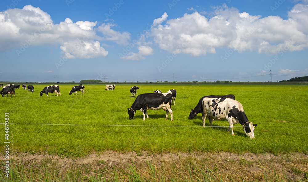 Herd of cows grazing in a green meadow in spring