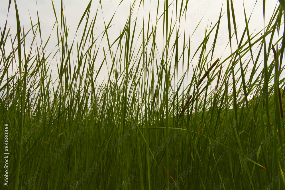 Obraz premium Grassy landscape.