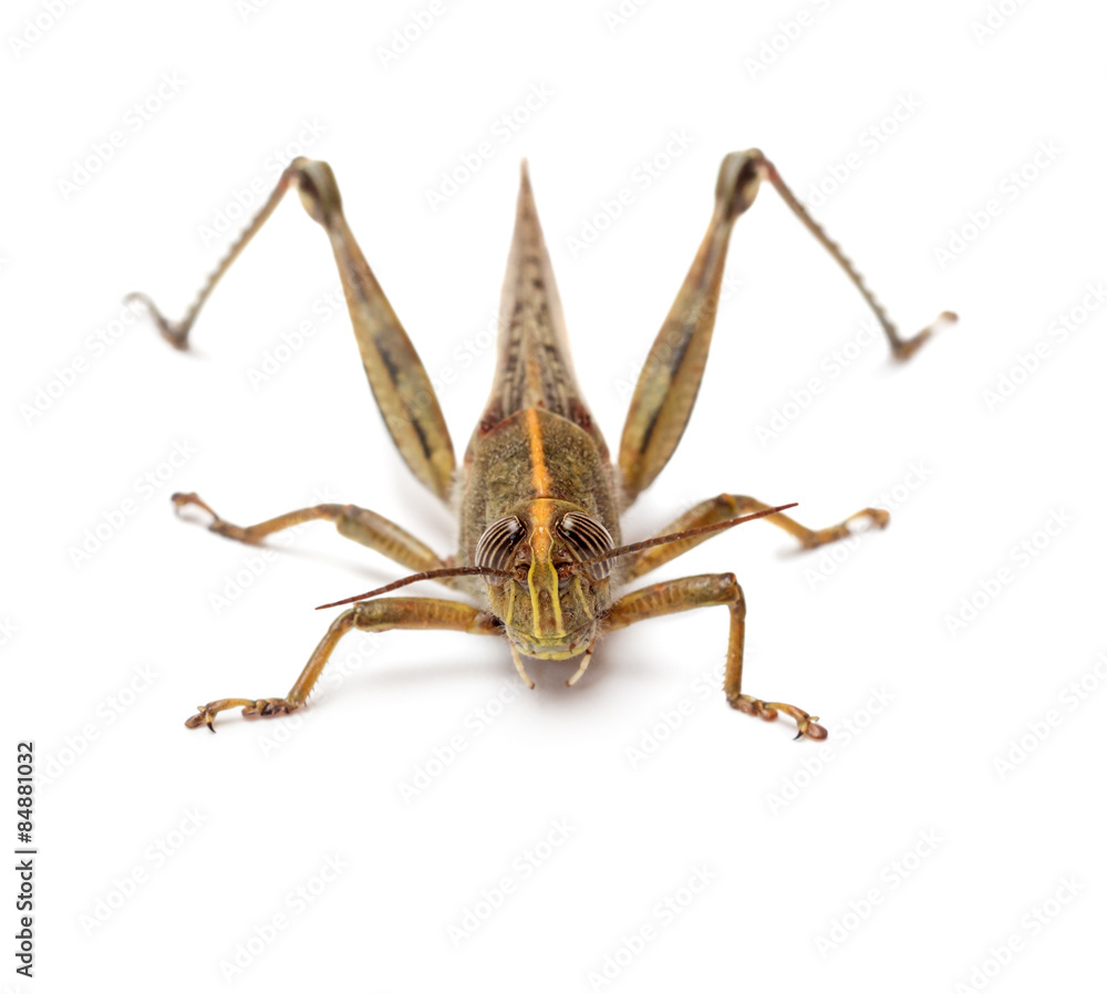 Fototapeta premium Locust isolated on white background