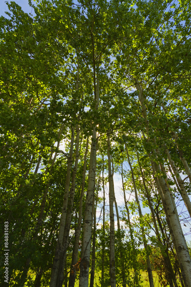 Fototapeta premium Tree landscape.