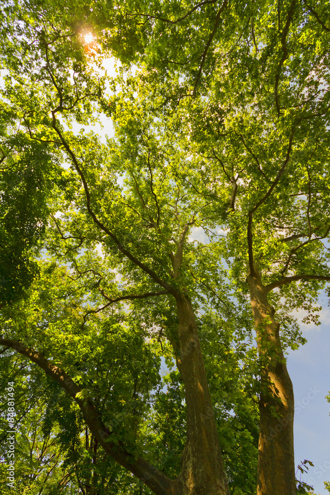 Fototapeta premium Tree landscape.