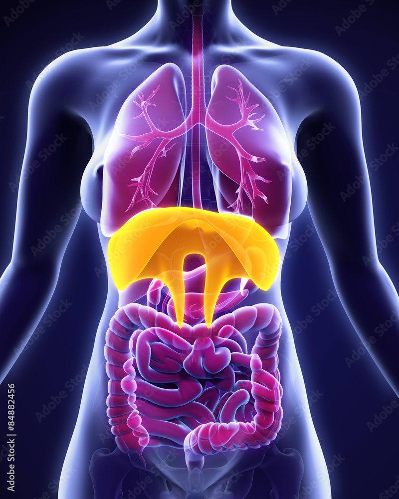 Human Diaphragm Anatomy Stock Illustration Biology Diagrams