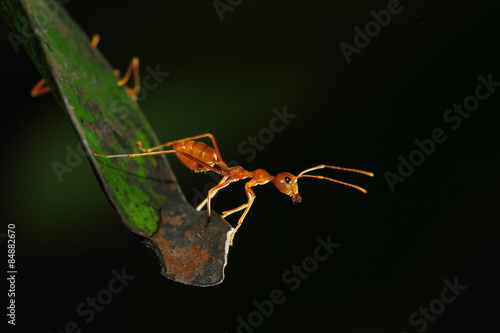 Wallpaper Mural Ants are insects of the Hymenoptera family Formicidae ants nest building a large empire. Torontodigital.ca