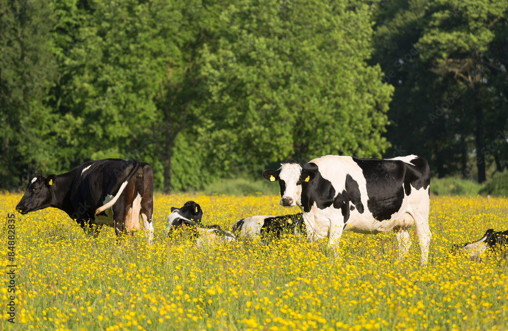 Dutch cows grazing in a meadow with yellow flowers. Dutch cows grazing in a meadow with yellow flowers.