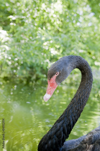 Swimming a black swan