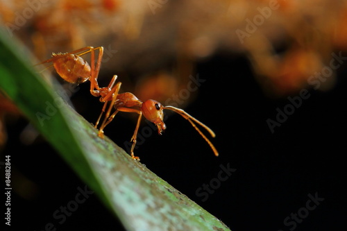 Ants are insects of the Hymenoptera family Formicidae ants nest building a large empire. © ownza
