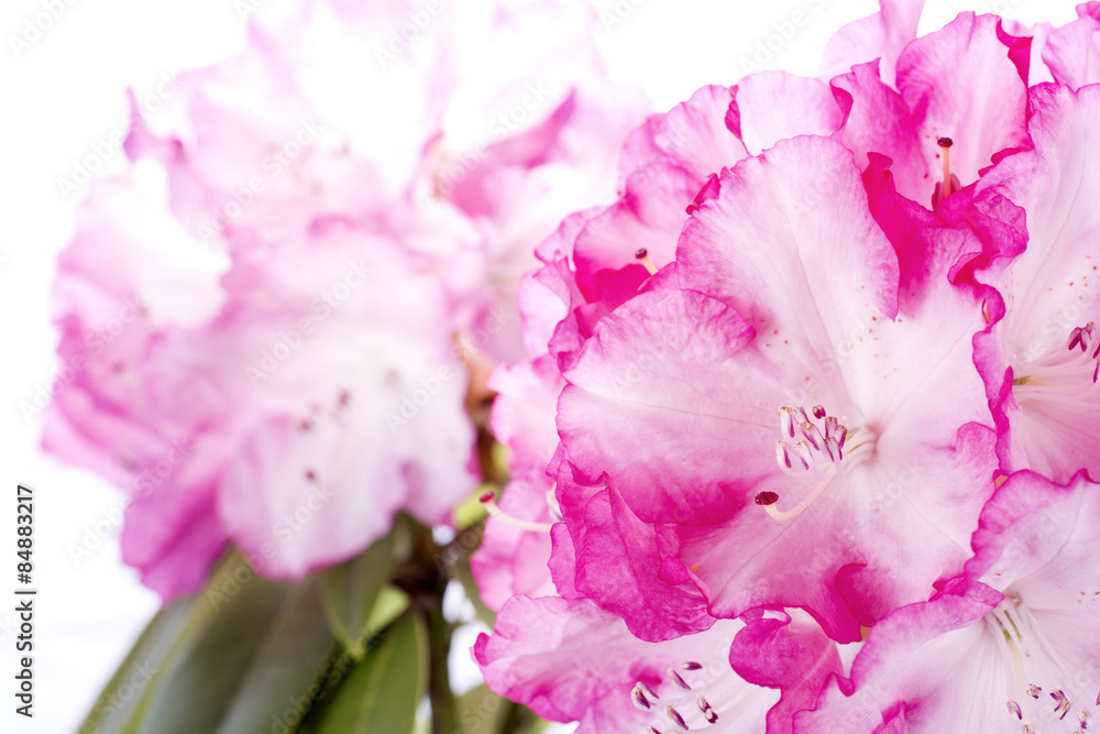 Fototapeta 白からピンクのシャクナゲの花のアップ