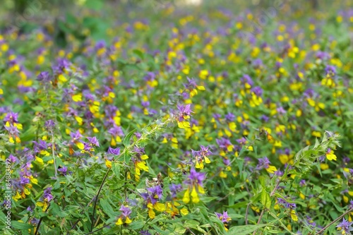 Melampyrum nemorosum flowering plants summer floral background