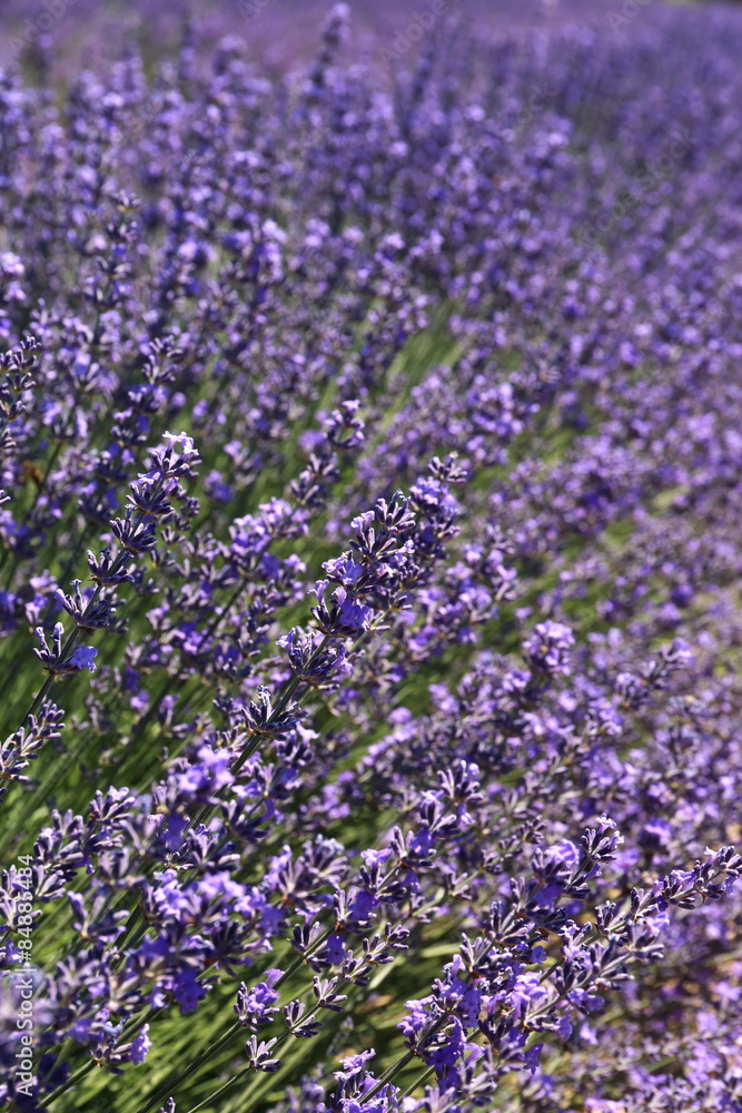 Naklejka premium Floral background: flowering lavender