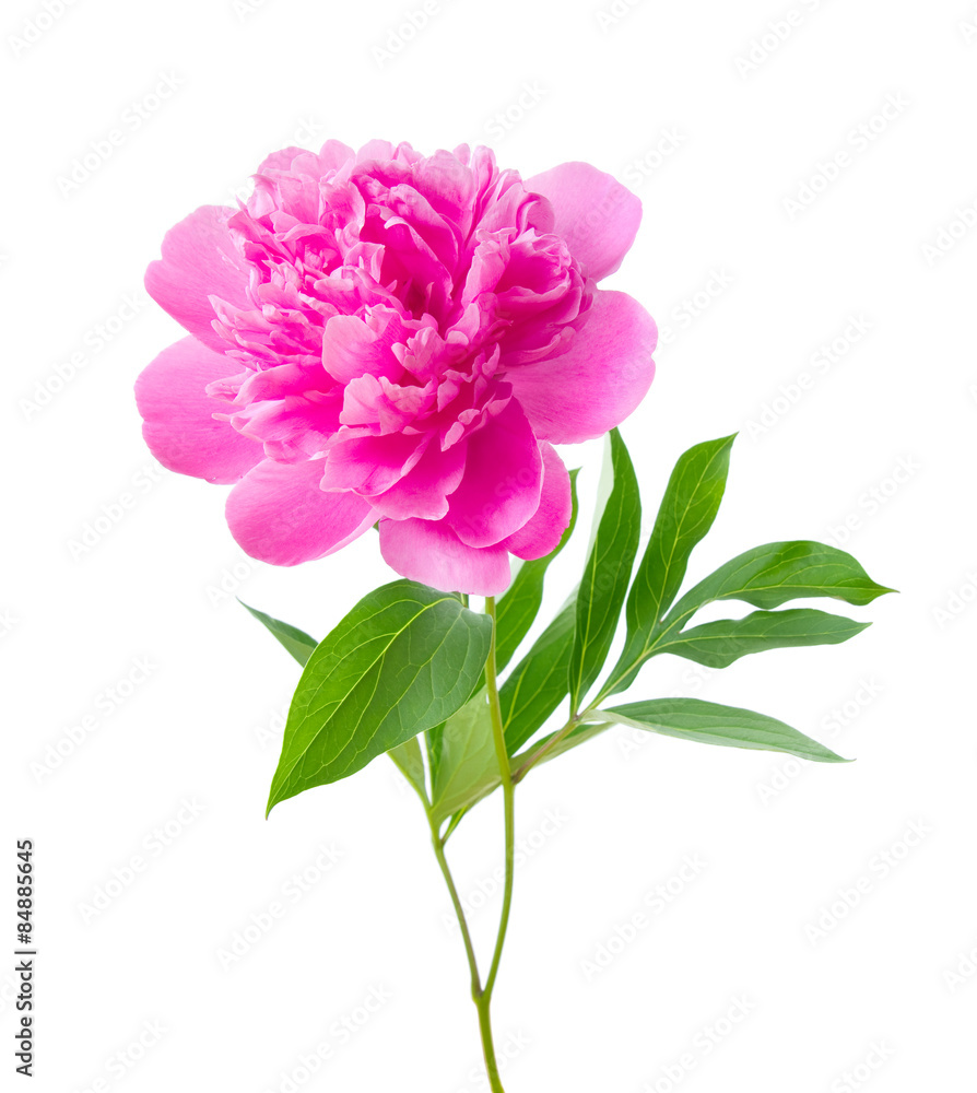 peony flower with clipping path peony flower with clipping path