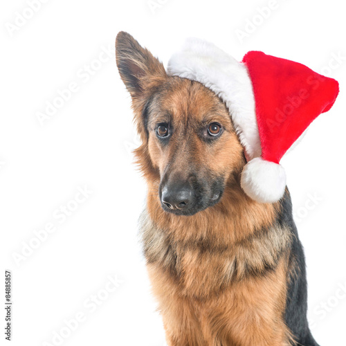 Fototapeta Naklejka Na Ścianę i Meble -  German shepherd dog sad looking with Santa's Hat isolated at a white background