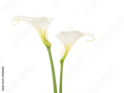 Fototapeta Naklejka Na Ścianę i Meble -  Two pretty white calla lilies isolated on a white background