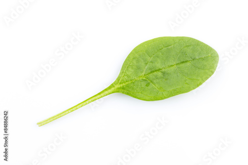 Green spinach on a white background