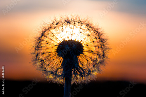 Dandelion flower with sunset