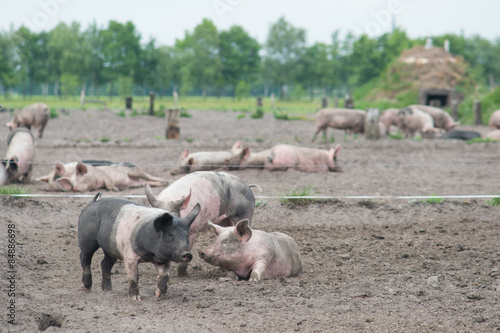 Free range pigs in the land
