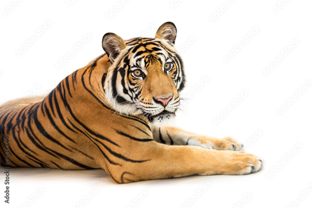 Naklejka premium Siberian tiger isolated