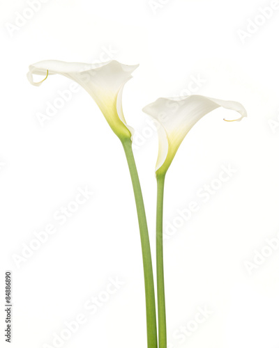 Print op canvas Twee witte calla aronskelk bloemen tegen een witte achtergrond