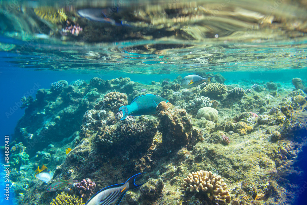 Obraz premium Coral fish