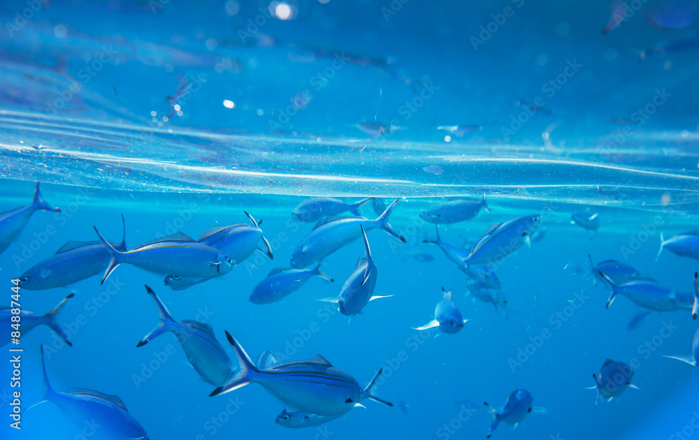 Obraz premium Coral fish