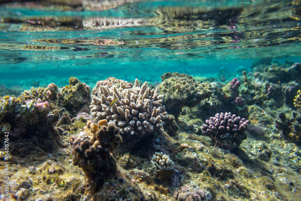 Fototapeta premium Coral reef