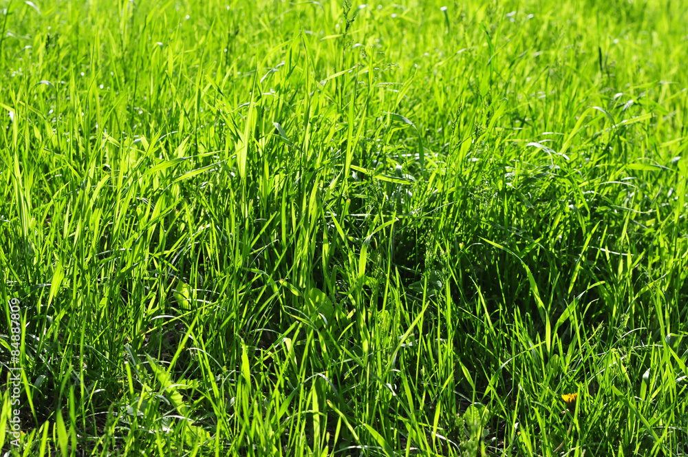 Spring green grass
Spring green grass