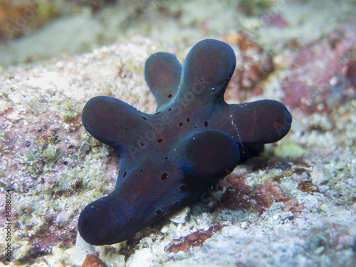 closed up the black sponge in north andaman, Thailand