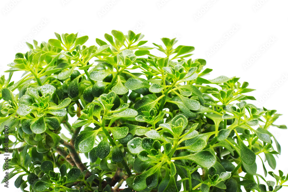 Green Leaves Green Leaves