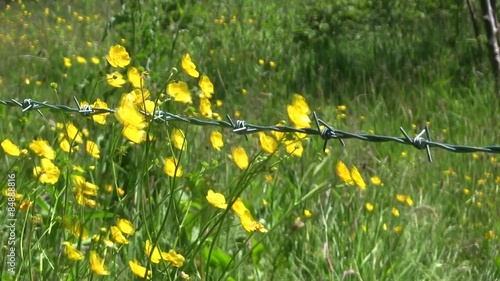 Wild buttercups blowing in the wind with a barbed wire fence
