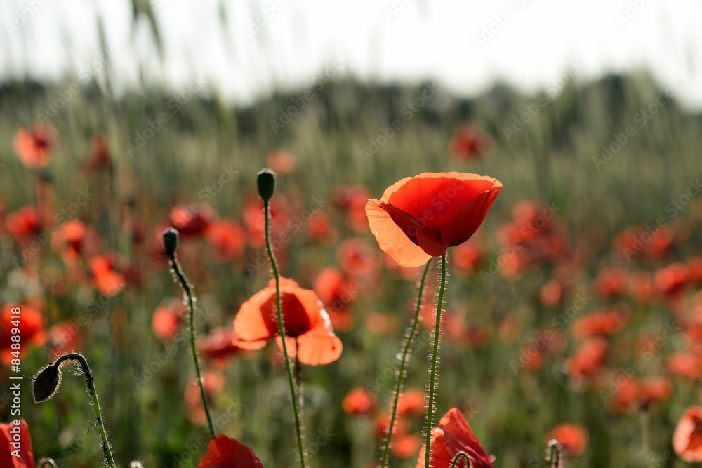 Naklejka premium Roter Mohn