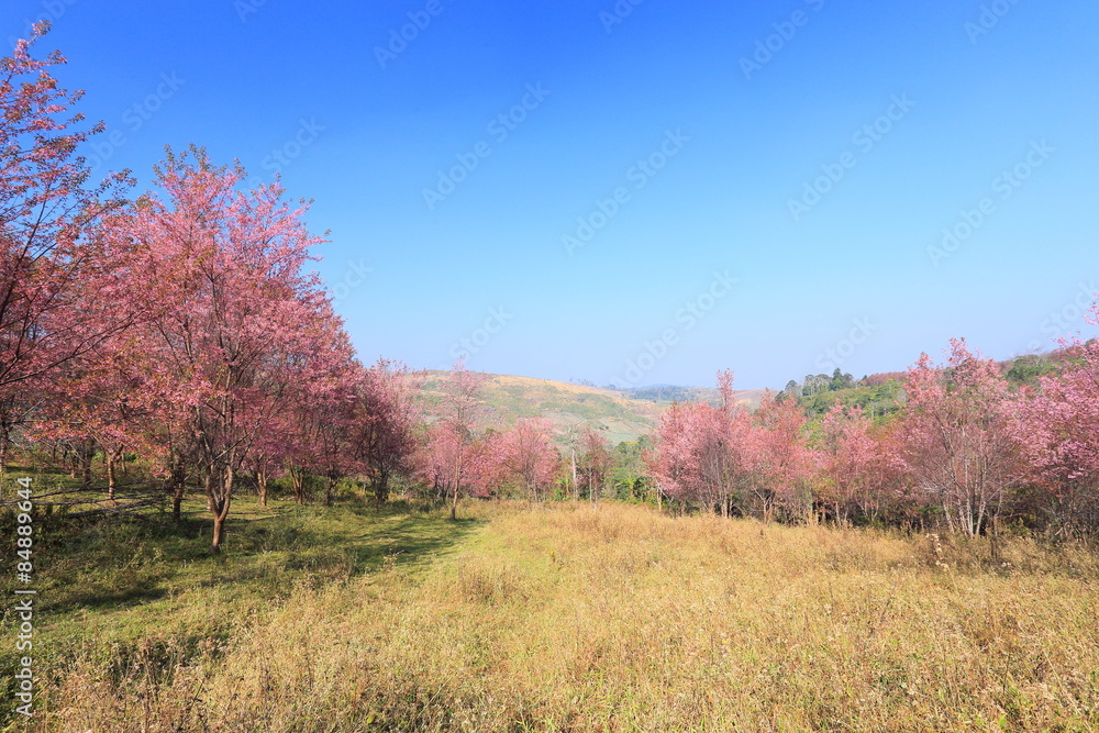 sakura in thailand