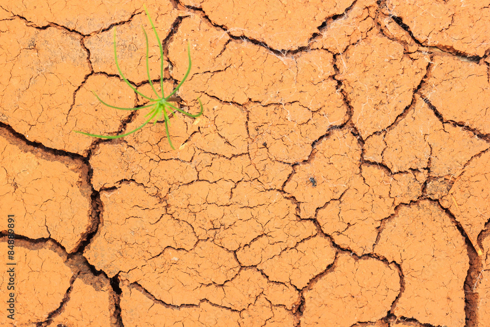 Seedling growing trough dry soil cracks Seedling growing trough dry soil cracks