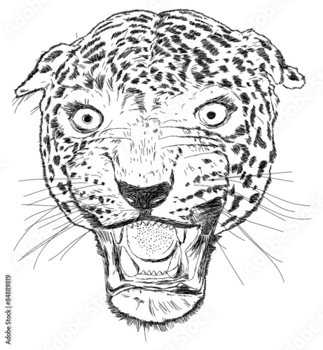 Fototapeta Naklejka Na Ścianę i Meble -  Detailed Leopard Face Vector Illustration - Handmade