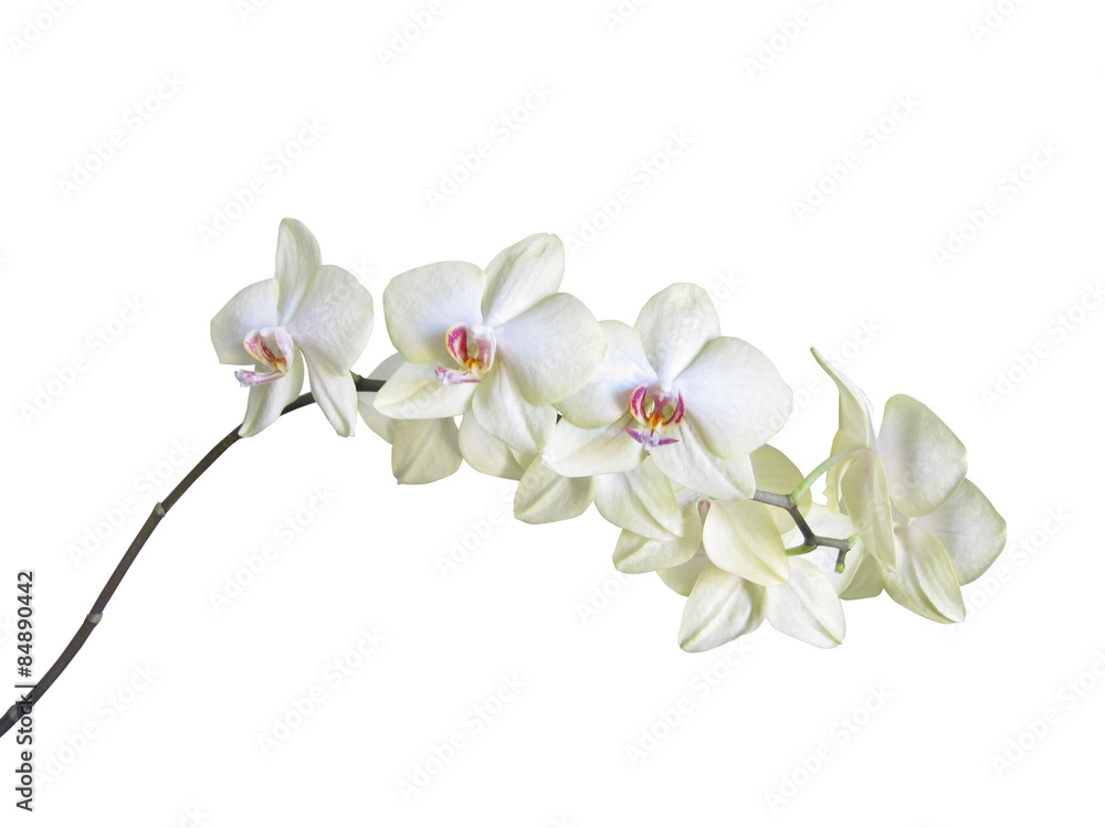 Obraz premium White orchid on white background with clipping path