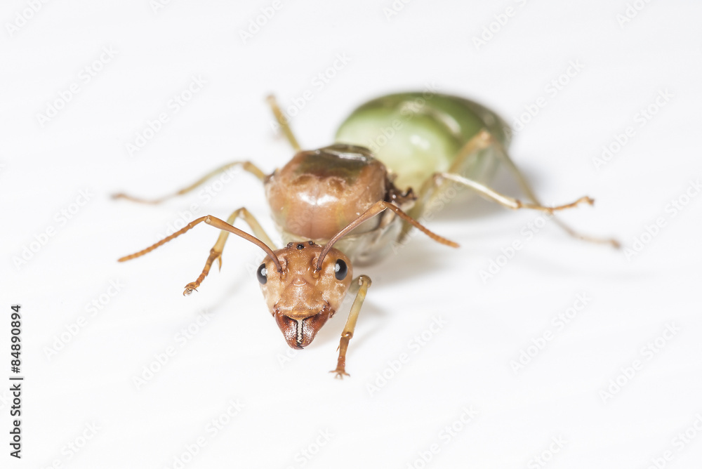 The queen ant The queen ant