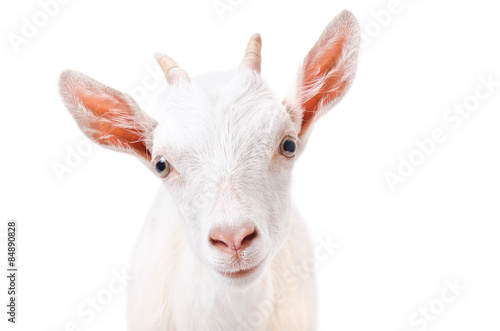 Portrait of a curious young goat