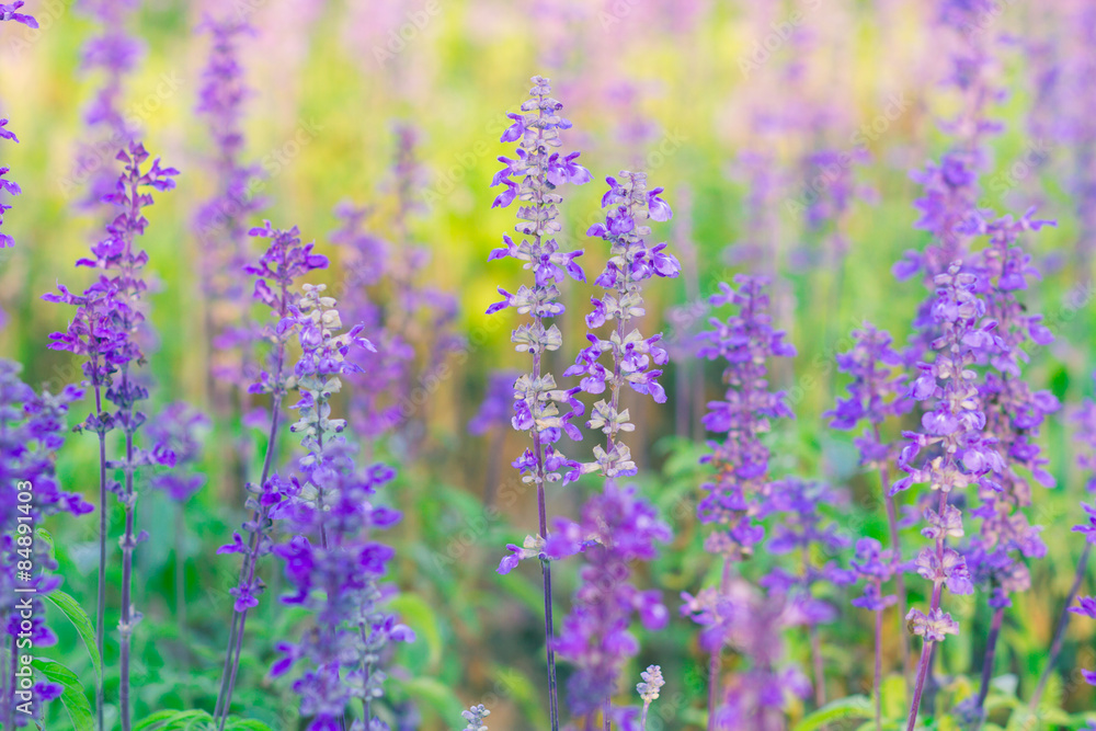 Naklejka premium Blue Salvia (salvia farinacea) flowers blooming in the garden
