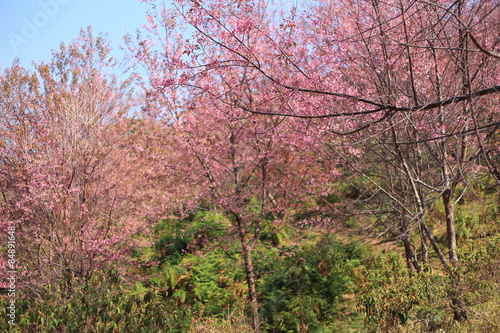 sakura in thailand
