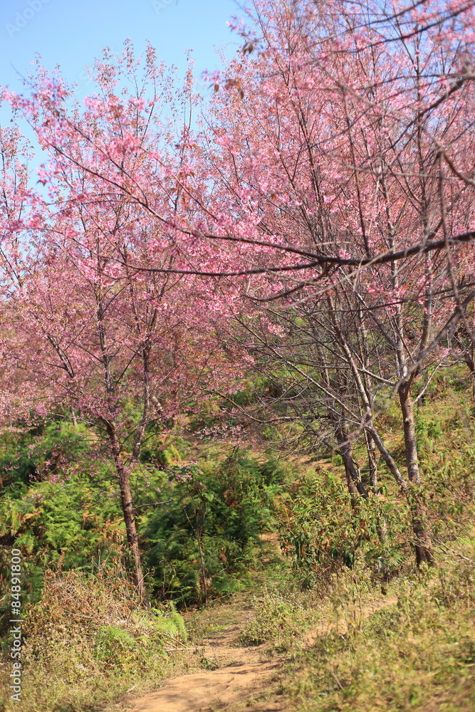 sakura in thailand