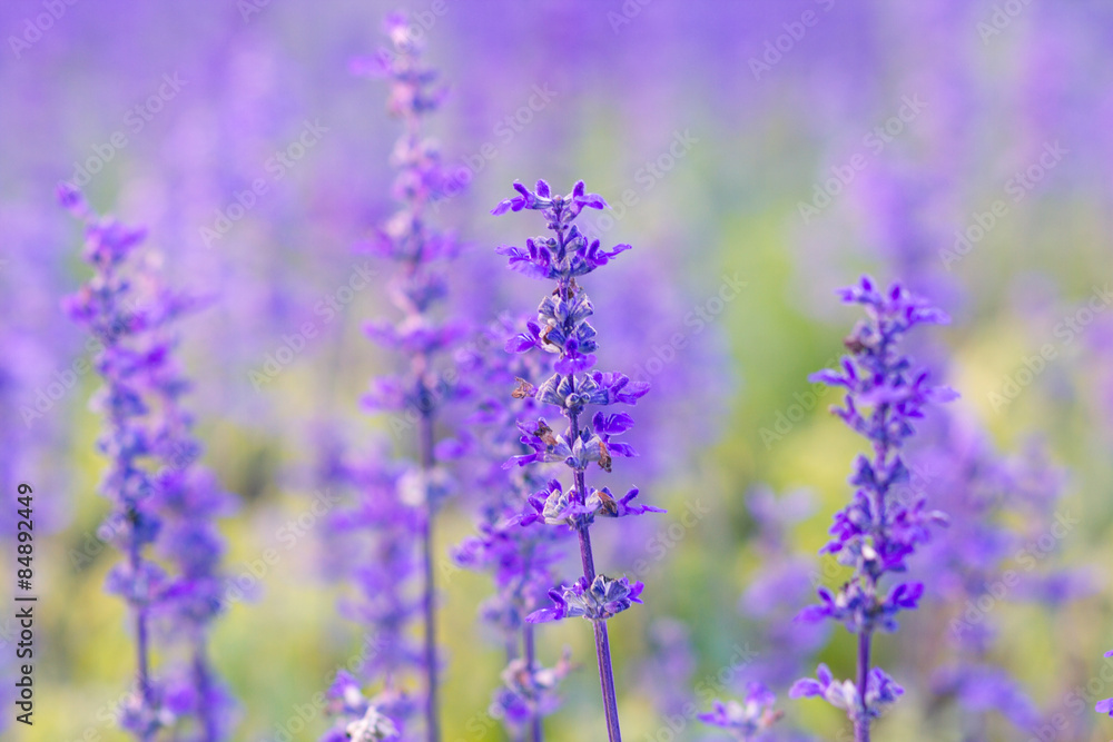 Fototapeta premium Purple Lavender in the garden