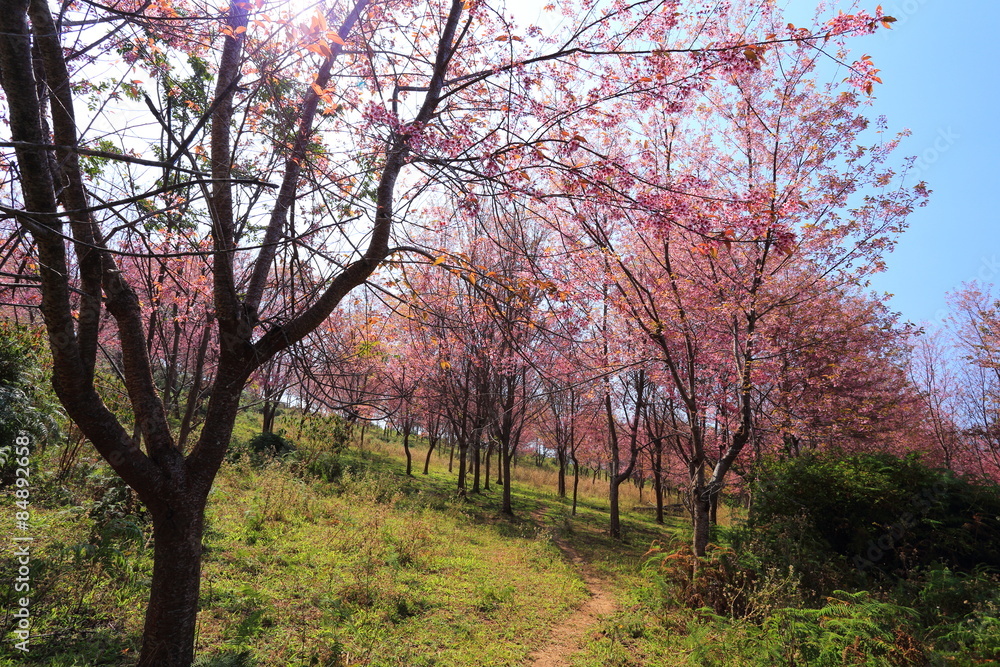 sakura in thailand