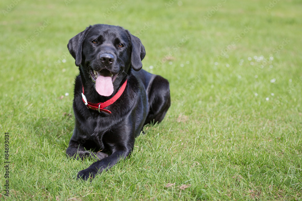 Black Labrador Retriever Black Labrador Retriever