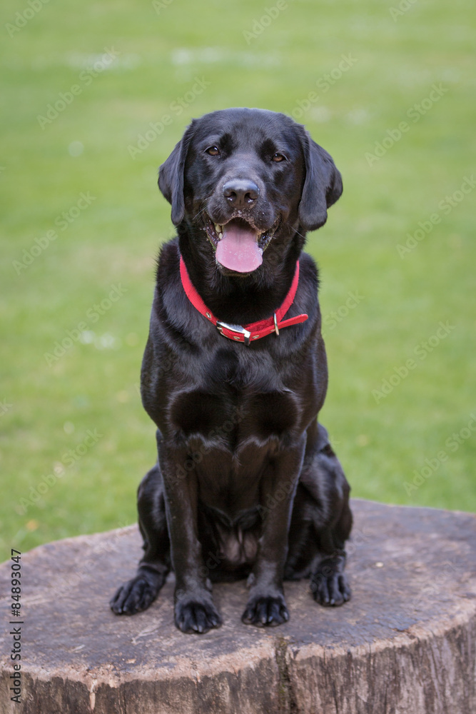 Black Labrador Retriever