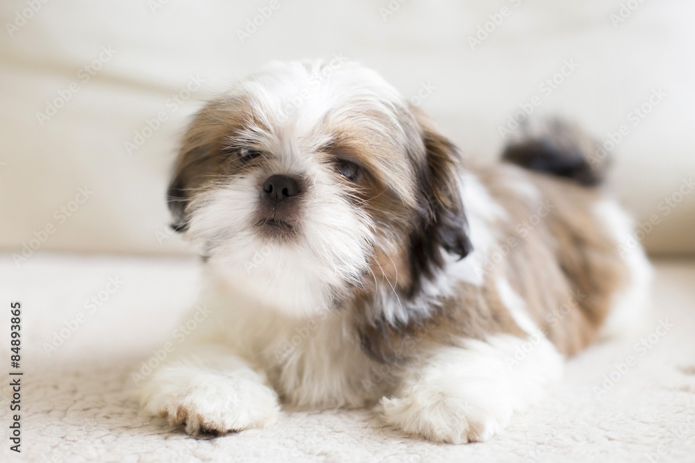 Lovely sad-eyed shih tzu puppy - full size