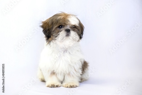 One lovely colored shih tzu puppy isolated on white