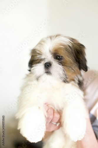 One colored shih txu puppy at the hand