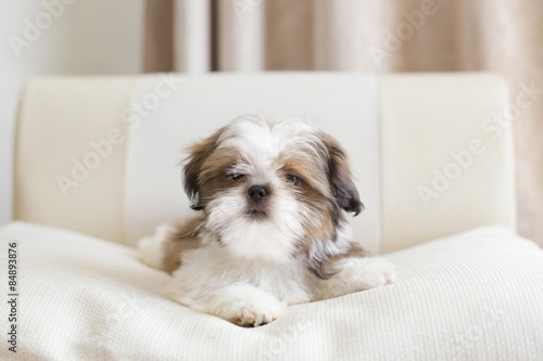 Lovely colored shih tzu puppy looking at you