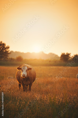 Cows on pasture © Creaturart