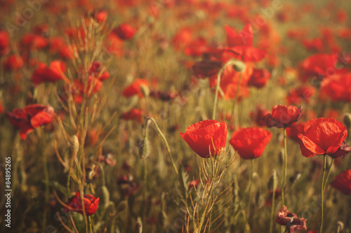 Common poppy or papaver rhoeas in Castilla - La Mancha fields, S